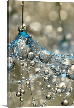 a dandelion with water droplets hanging from it