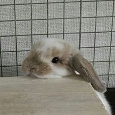 a small rabbit sitting on top of a wooden table next to a wall covered in tiles