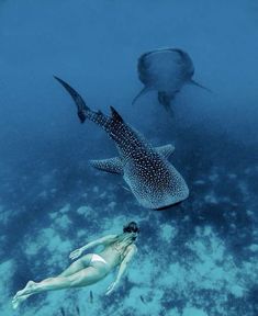 a woman swims in the water next to a large whale and a manta ray