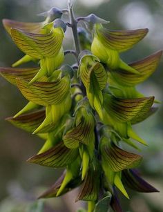 a close up of a green flower with leaves