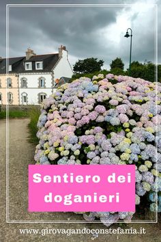 a pink and blue flower in front of a white frame with the words sentero dei doganieri