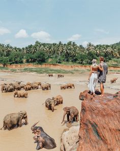 a herd of elephants standing on top of a sandy beach next to a forest filled with palm trees