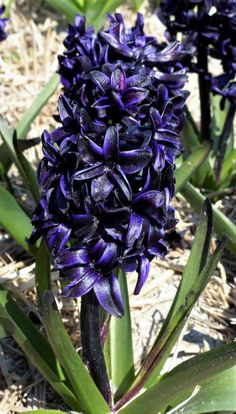 purple flowers are blooming in the garden