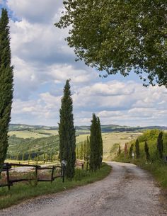 a dirt road surrounded by trees and grass