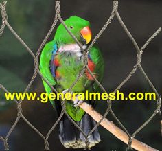 a green parrot sitting on top of a wooden stick behind a chain - link fence