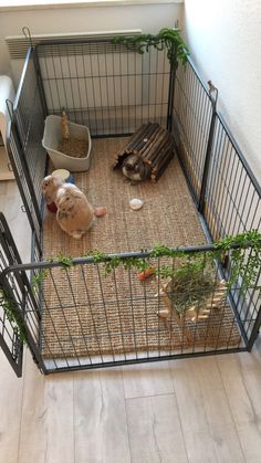 a caged in area with two animals inside it and some plants on the floor