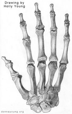 a drawing of the bones of a human hand and wrist, with text below it that reads drawings by holly young