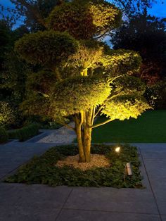 an illuminated tree in a garden at night