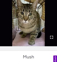 a cat is sitting in a cage with the caption mush on it's chest