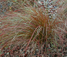 Sedge New Zealand Orange Prairie Fire  Seeds Carex Testacea Seeds Prairie Fire, Evergreen Garden, Garden Accents, Woodland Garden