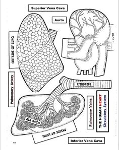 an image of the inside of a human body with labels on it and instructions for each section