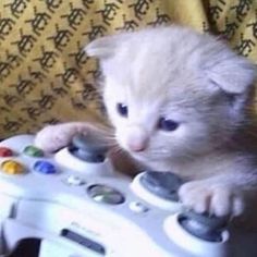 a kitten is playing with a video game controller