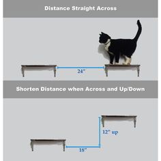 a black and white cat standing on top of a shelf with the measurements below it