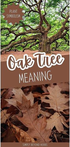 an oak tree with the words oak tree meaning