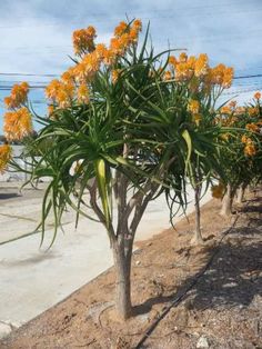 an orange flowered tree on the side of a road