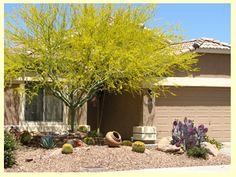 the front yard of a house with cactus and trees in it's foreground