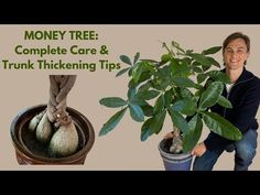 a man holding a potted plant next to a money tree and trunk thickening tips