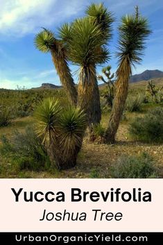 joshua tree in the desert with text that reads yucca brevofia joshua tree