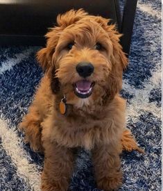 a brown dog sitting on top of a blue rug