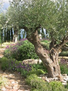 an olive tree in the middle of a garden filled with purple flowers and greenery