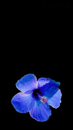 a blue flower on a black background