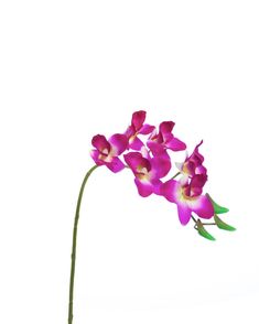 a single pink flower with green stems in front of a white background