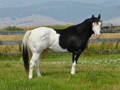 a black and white horse standing in the grass