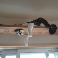 two cats sitting on top of a wooden beam