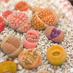 there are many different types of buttons on the table together, including one that has been made out of clay