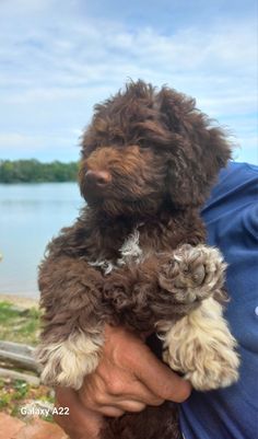 a man holding a brown and white dog on top of his arm in front of a body of water