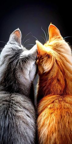 two cats facing each other with their heads touching