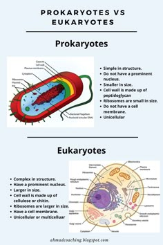 the structure and functions of an eukaryotes plant cell in this text description