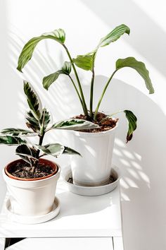 two potted plants sitting on top of a white table