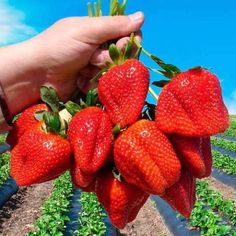 two pictures of strawberries being held by someone's hand