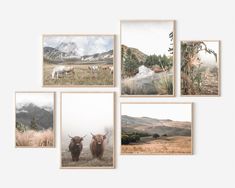 four framed photographs of cattle in the wild with mountains in the background and clouds in the sky