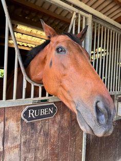 a brown horse sticking its head over the top of a gated in area with a sign on it