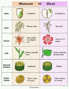 the different types of flowers and their roots are labeled in this chart, which includes each flower