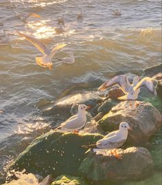 seagulls are flying over the water and rocks near the ocean shore as the sun shines in the background