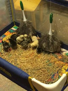 two mop brooms sitting on top of hay in a cage with three baby birds