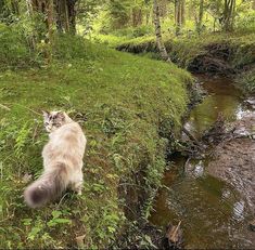 a cat standing on the side of a stream