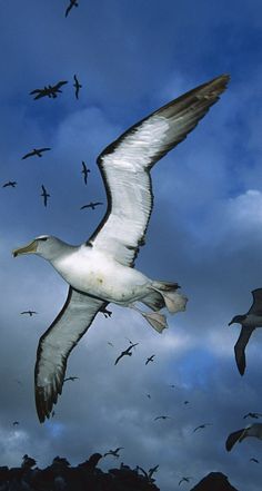 a flock of seagulls flying in the sky