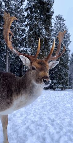 a deer with large antlers standing in the snow