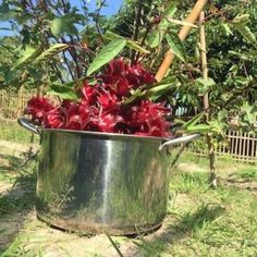 a large metal pot filled with red flowers on top of a grass covered field next to trees