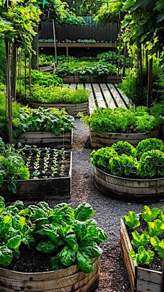 a garden filled with lots of different types of green plants and vegetables in wooden containers