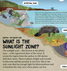 what is the sunlight zone? info sheet with pictures and captions on it