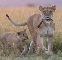 two young lions walking in the grass with their mother, who is holding a stick