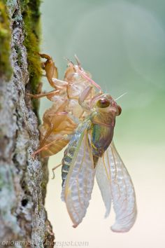 two cicadas hanging upside down on the bark of a tree, one with its wings open