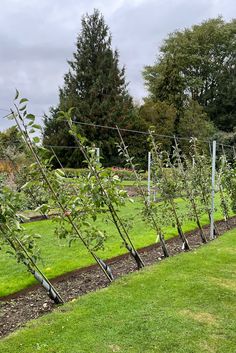 a row of trees in the middle of a garden