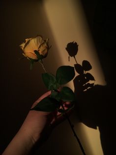 a person's hand holding a yellow rose in front of a shadow on the wall