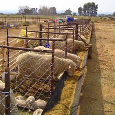 there are many sheep in the pen together